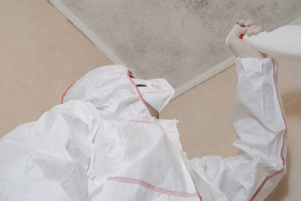 Best Local Mold Removal Service  in Pupukea, HI