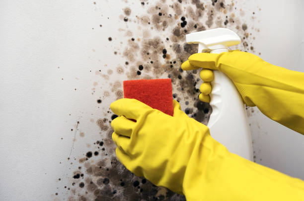 Best Residential Mold Removal  in Pupukea, HI