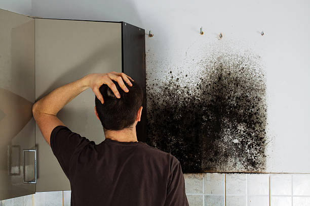 Best Mold Damage Repair  in Pupukea, HI