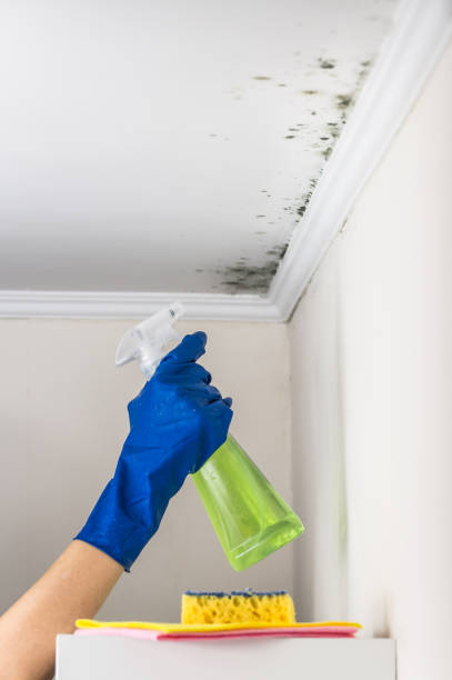 Best Professional Mold Removal  in Pupukea, HI